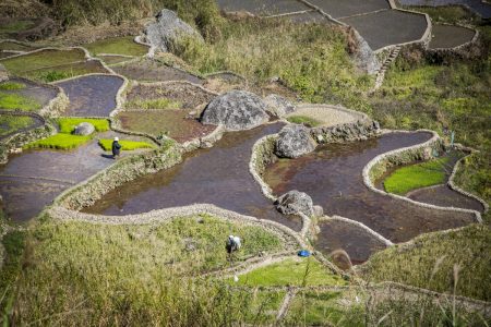 Rice Terraces, Luzon