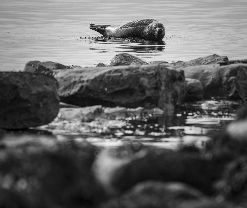 Seal