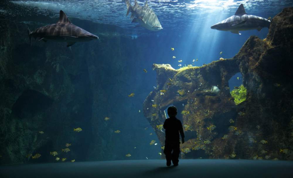 Aquarium de La Rochelle pour Osram