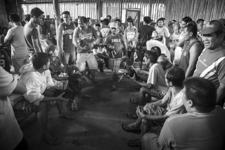 Coq fighting in Bohol Island