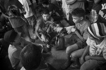 Coq fighting in Bohol Island