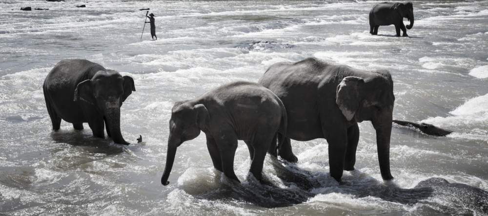 Le bain dans la rivière pour les éléphants