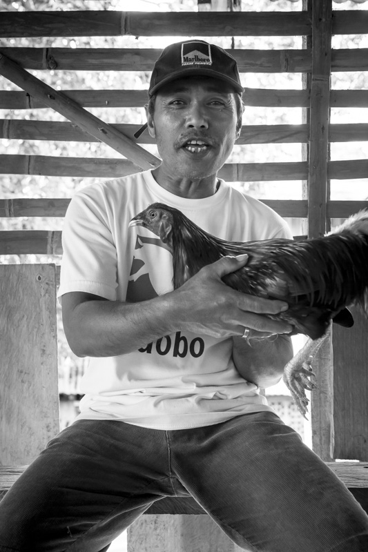 Coq fighting in Bohol Island