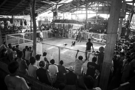 Coq fighting in Bohol Island