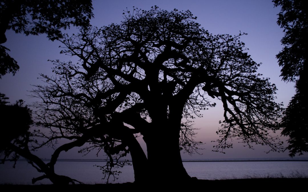 Arbres