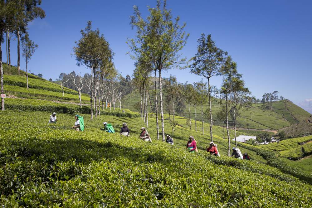 Plantations Lipton Tea à Dambatenne