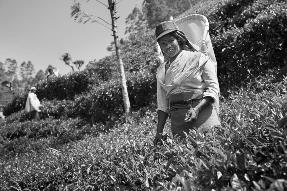 tea pickers in Sri lanka