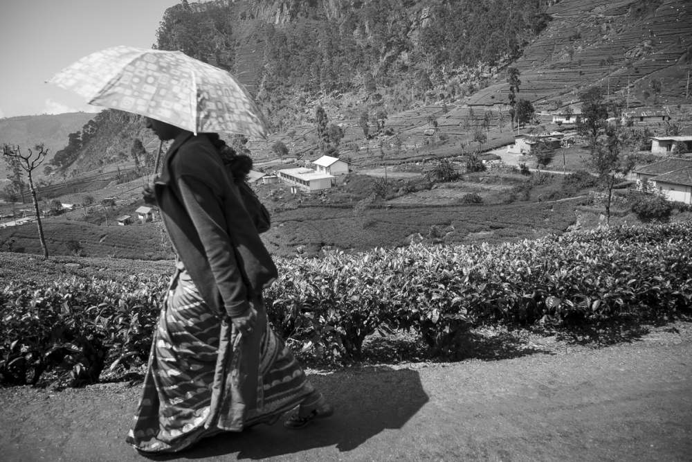 Plantations de thé Lipton à dambatenne, Haputale