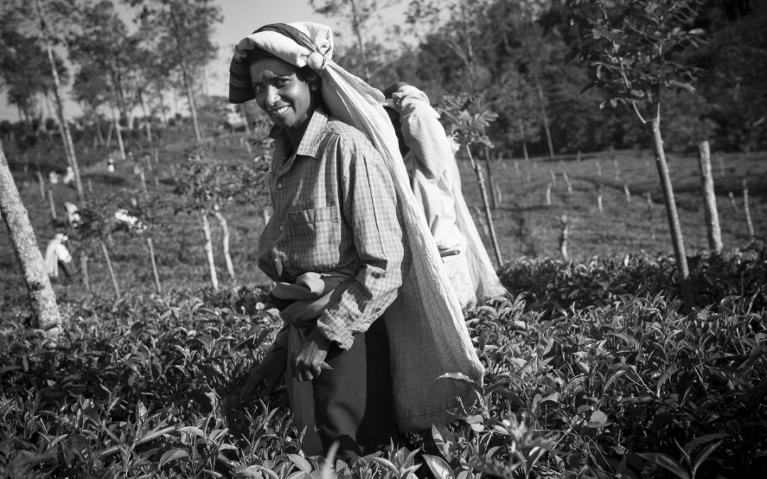 Cueilleuses de thé au Sri Lanka