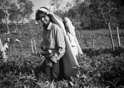 Cueilleuses de thé au Sri Lanka