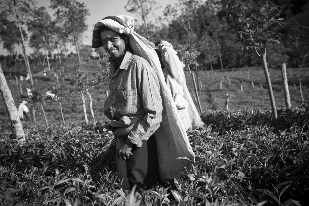 tea pickers in Sri lanka