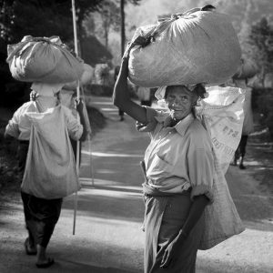 tea pickers in Sri lanka