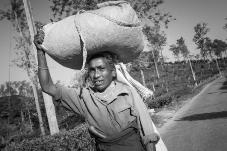 tea pickers in Sri lanka