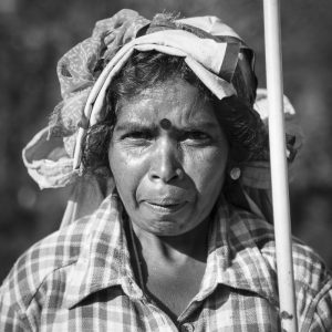 tea pickers in Sri lanka