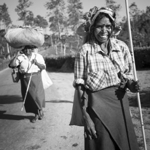 tea pickers in Sri lanka