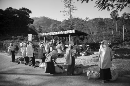 tea pickers in Sri lanka