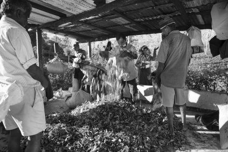 tea pickers in Sri lanka