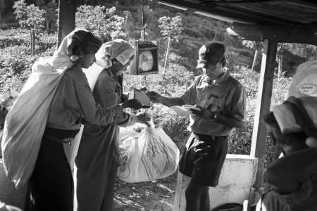 tea pickers in Sri lanka