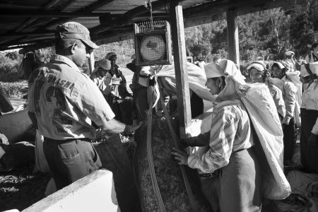 tea pickers in Sri lanka