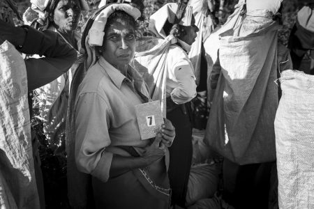 tea pickers in Sri lanka