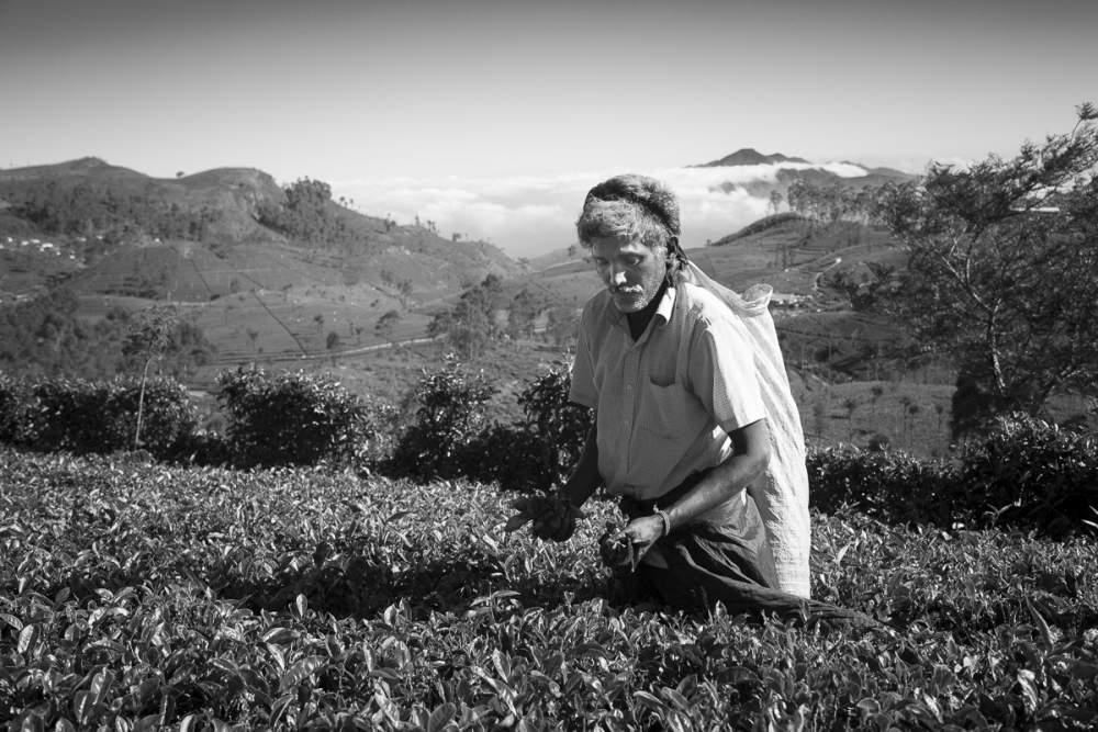 Cueilleur de thé, Sri Lanka