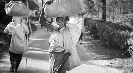 cueilleuses de thé, Sri Lanka