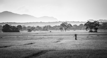 Dans les rizières, du côté d'Habarana