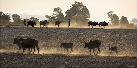 Transhumance