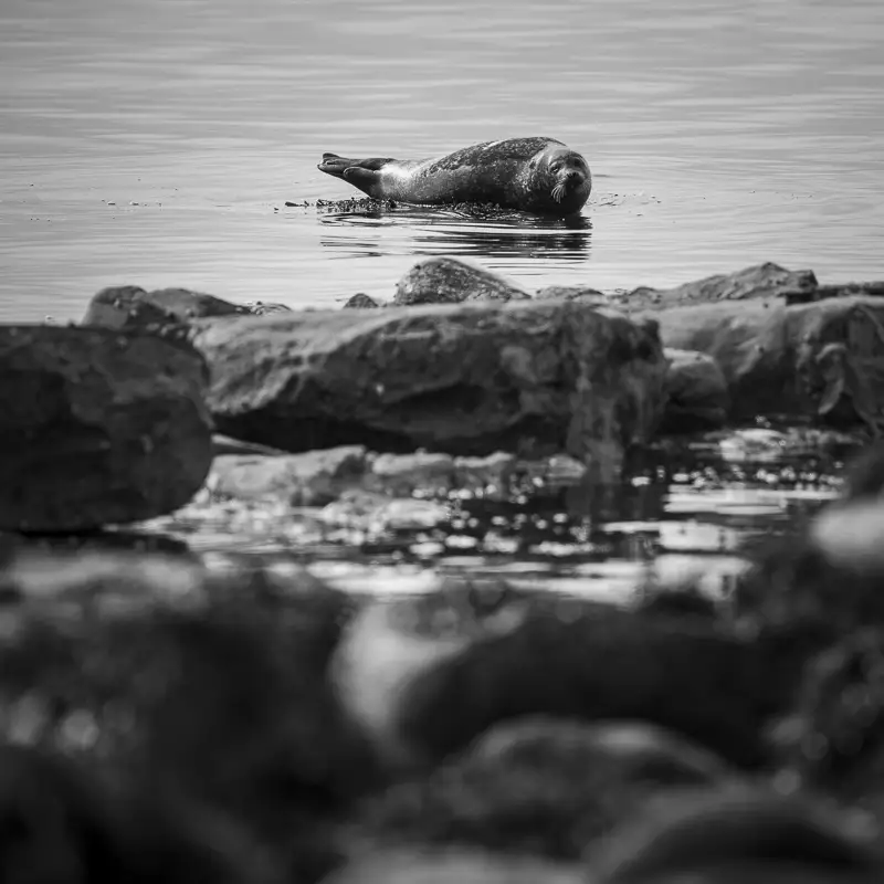 Seal