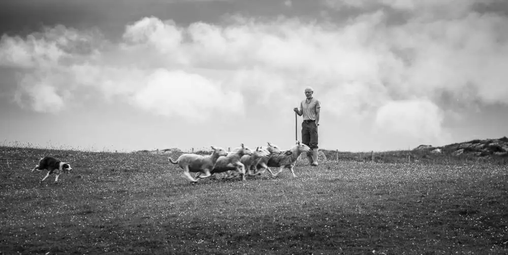 Sheep dog trainer. Dresseur de chien de berger
